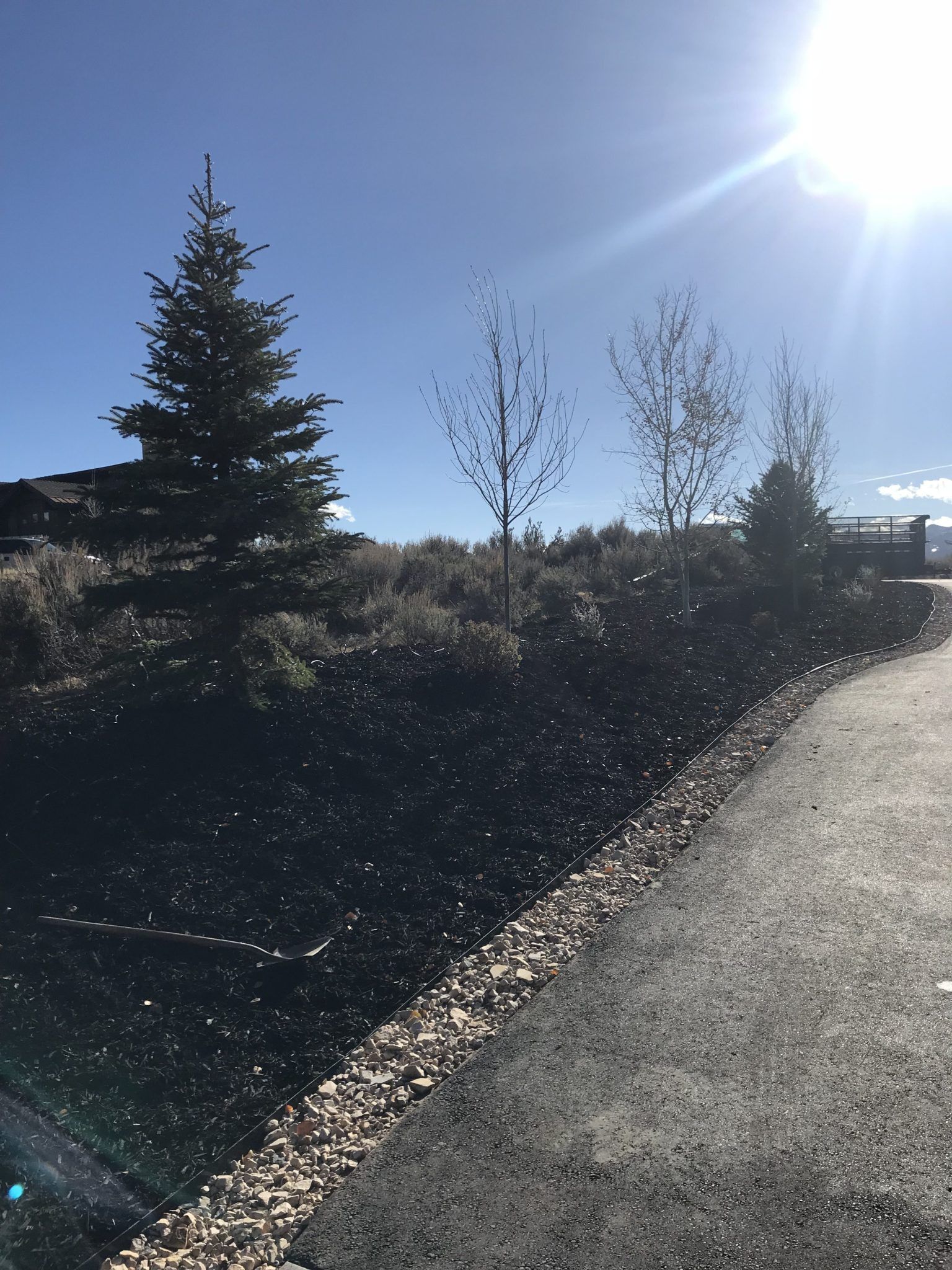Tree Services project photo